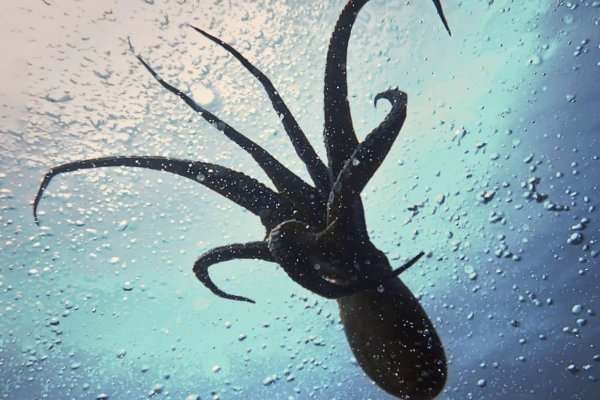 Кракен сайт kraken2