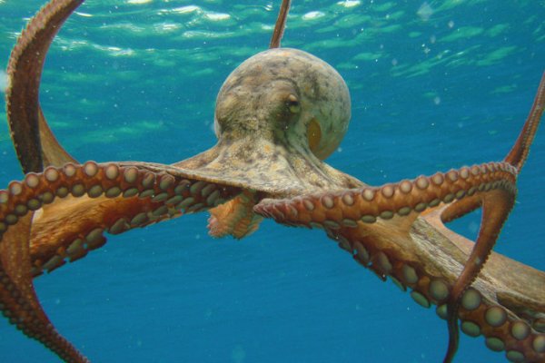 Кракен даркнет ссылка kraken link24 info