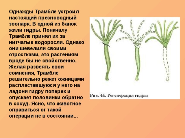 Кракен зеркало прокатис