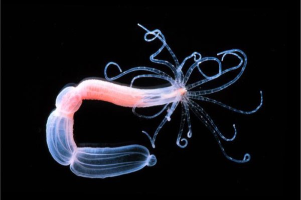 Кракен актуальная ссылка kraken torion net