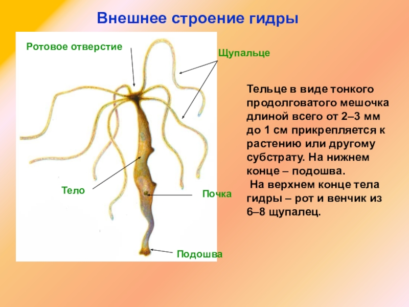 Ссылки на кракен com